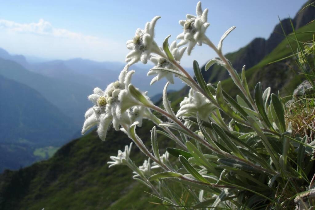 Gite Au Printemps Japonais, Petit Train De La Mure, Parc Des Ecrins Pierre-Chatel Esterno foto
